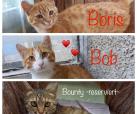 Boris, Bob, Bounty