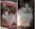 Fiona & Frodo
