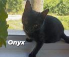 Onyx (Hilfe für Ivanka)