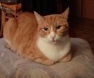 Yasen -vermittelt-