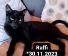 Raffi (Hilfe für Ganka)