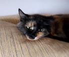Morena -adoptiert-