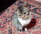 Mascha