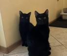 Tyson & Ninja