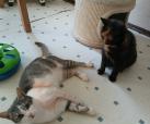 Stella & Mischa