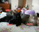 Tomi, Riki, Miki & Jerry