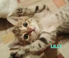 Lilly