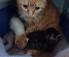 Mama Fannie und Kitten