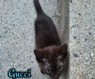 Gucci (von Neviana)