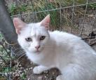 Jade (FIV pos.) bei Neviana