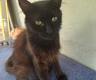 Asrael (von Neviana) -reserviert-