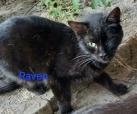 Raven (von Neviana) -reserviert-