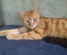 Cinnamon (von Neviana)