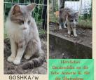 Goshka (von Neviana)
