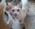 Lumi (von Neviana) -reserviert-
