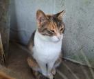 Arwen (von Neviana)
