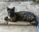 Spicey (von Neviana) -reserviert-