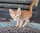 Aurelia (von Neviana)