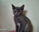 Selena (von Neviana) -reserviert-