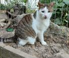 Tibbs (von Neviana) -reserviert-