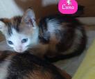 Luna (von Neviana)