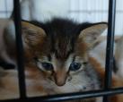 Lotti (von Neviana) -reserviert-