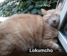 Lokumcho (Vesela)